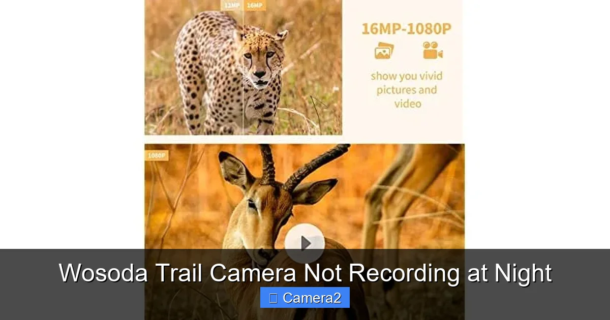 Wosoda Trail Camera Not Recording at Night