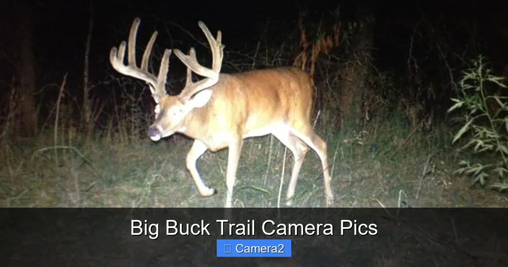 Big Buck Trail Camera Pics