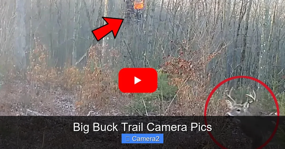 Big Buck Trail Camera Pics
