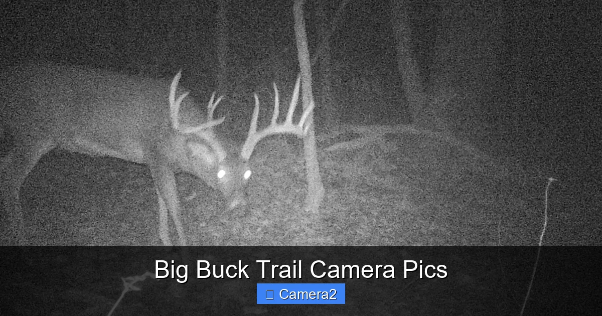 Big Buck Trail Camera Pics