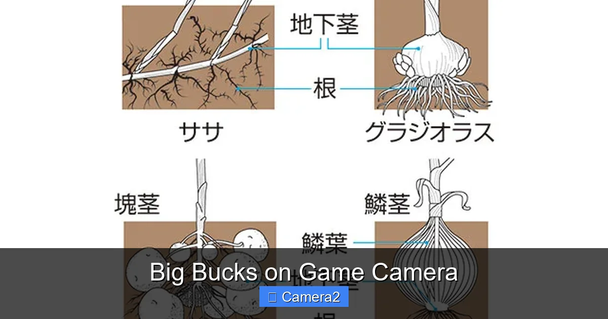 Big Bucks on Game Camera