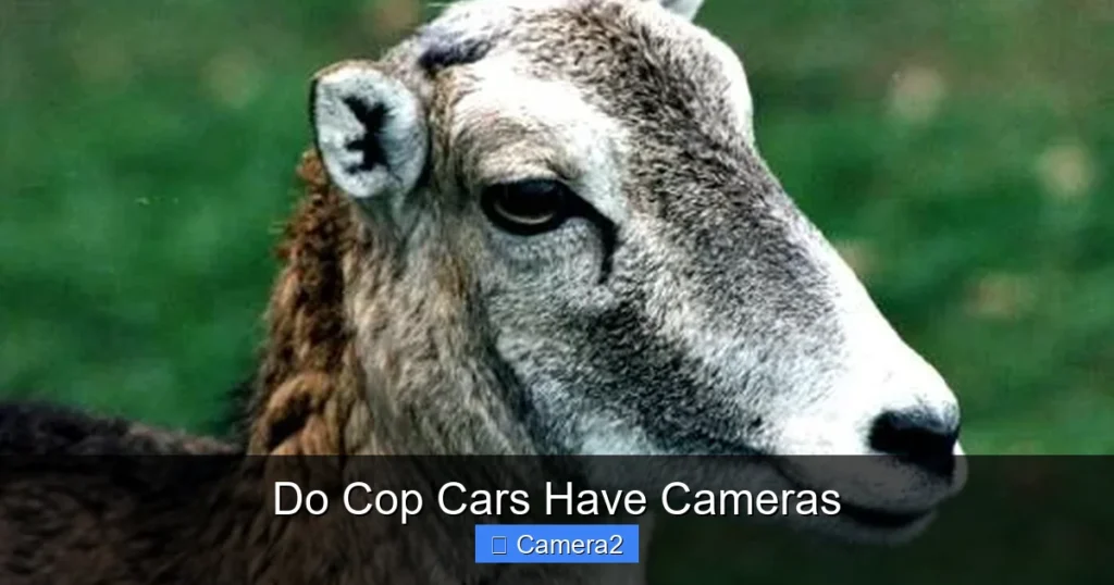 Do Cop Cars Have Cameras