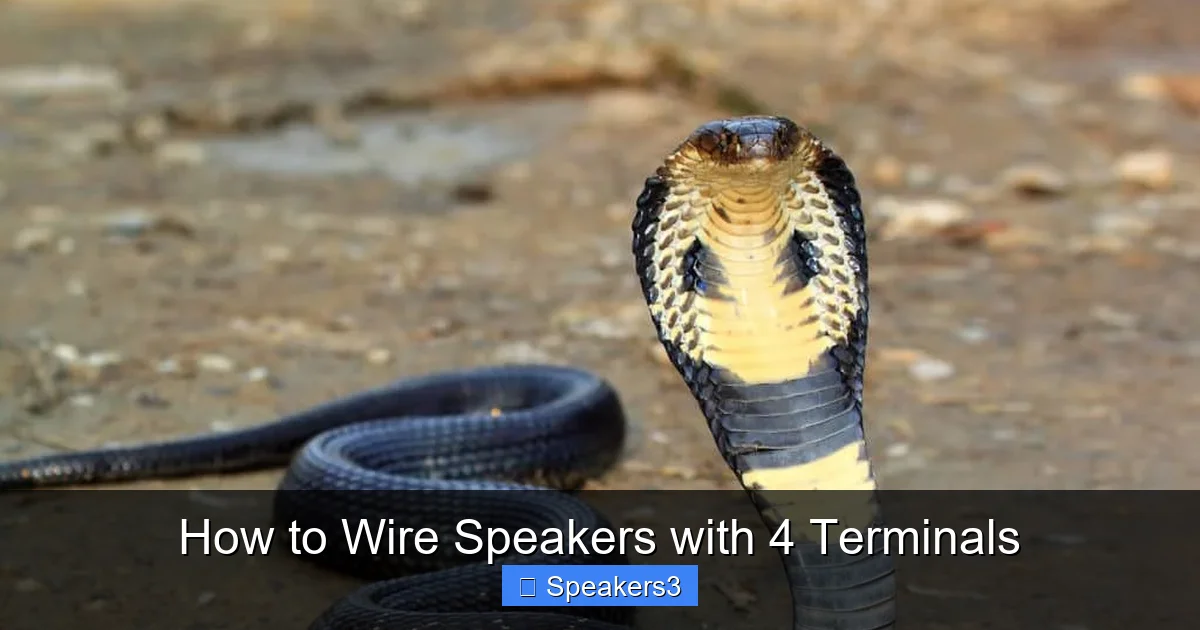 How to Wire Speakers with 4 Terminals