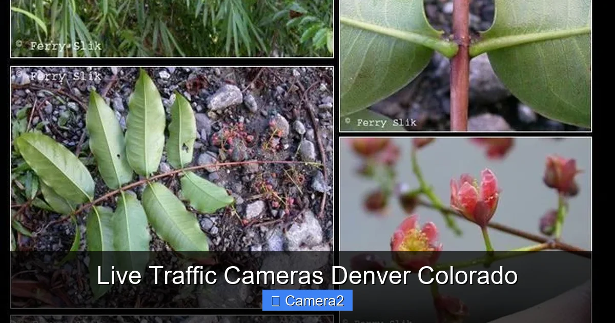 Live Traffic Cameras Denver Colorado