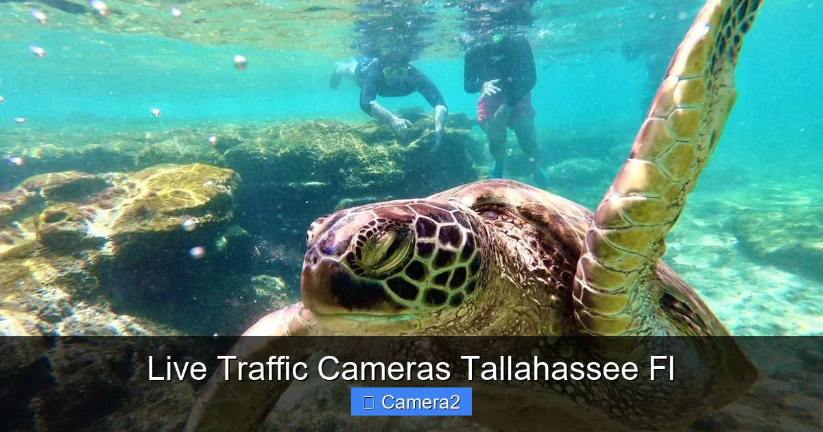 Live Traffic Cameras Tallahassee Fl