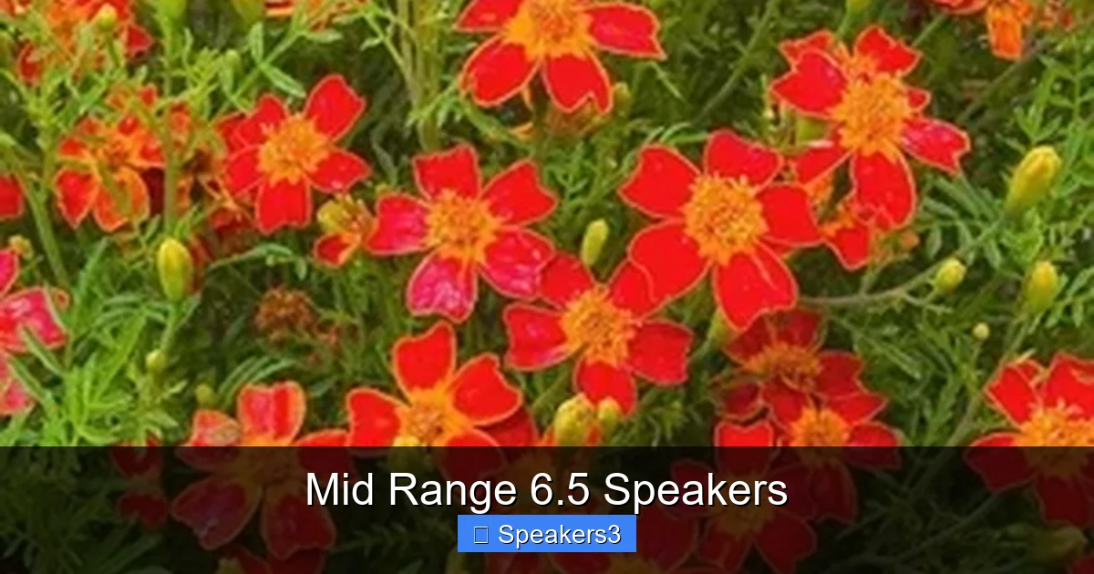 Mid Range 6.5 Speakers