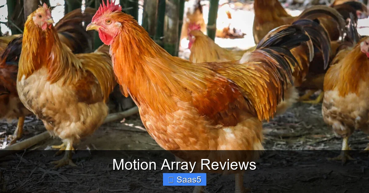 Motion Array Reviews