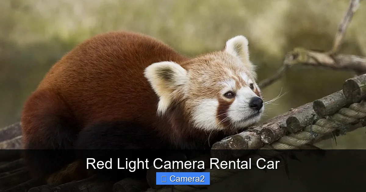 Red Light Camera Rental Car
