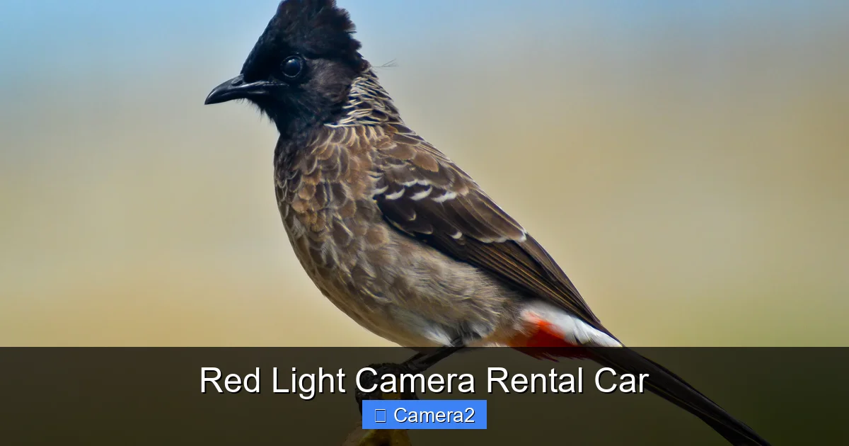 Red Light Camera Rental Car