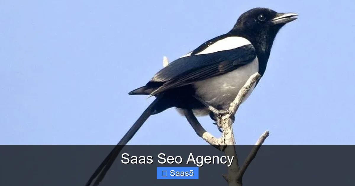 Saas Seo Agency