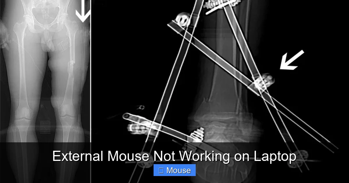 External Mouse Not Working on Laptop