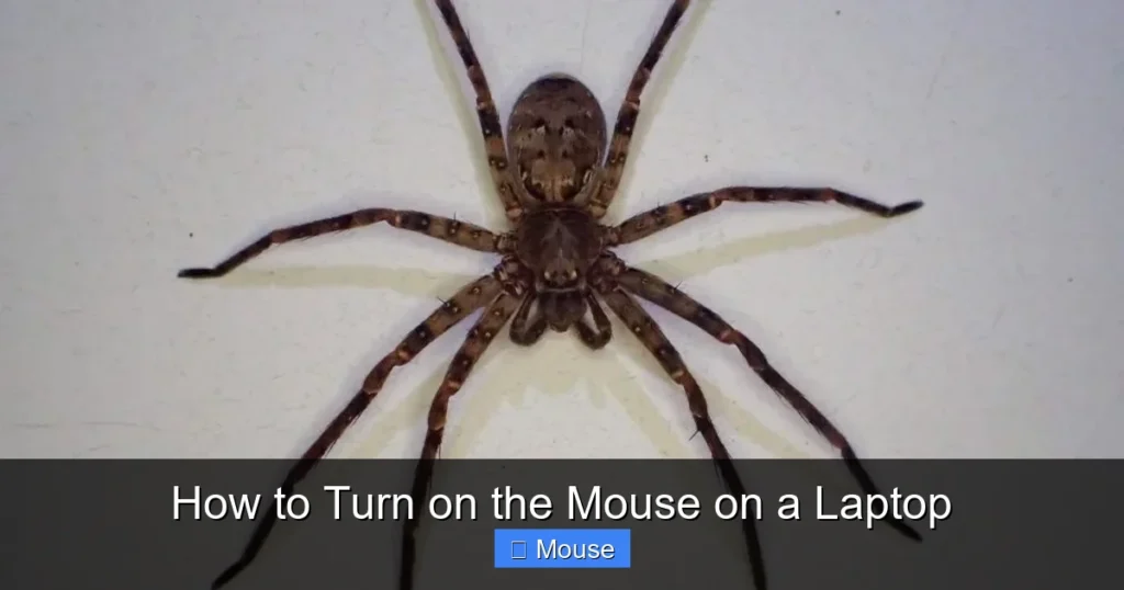 How to Turn on the Mouse on a Laptop