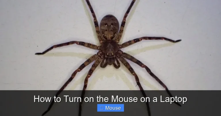 How to Turn on the Mouse on a Laptop