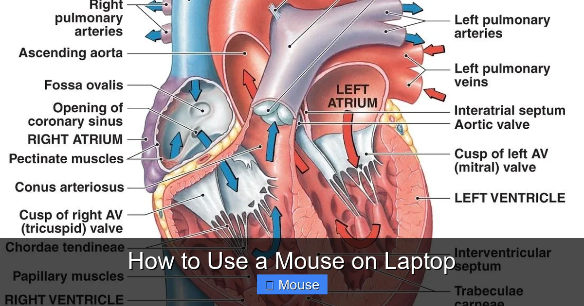 How to Use a Mouse on Laptop