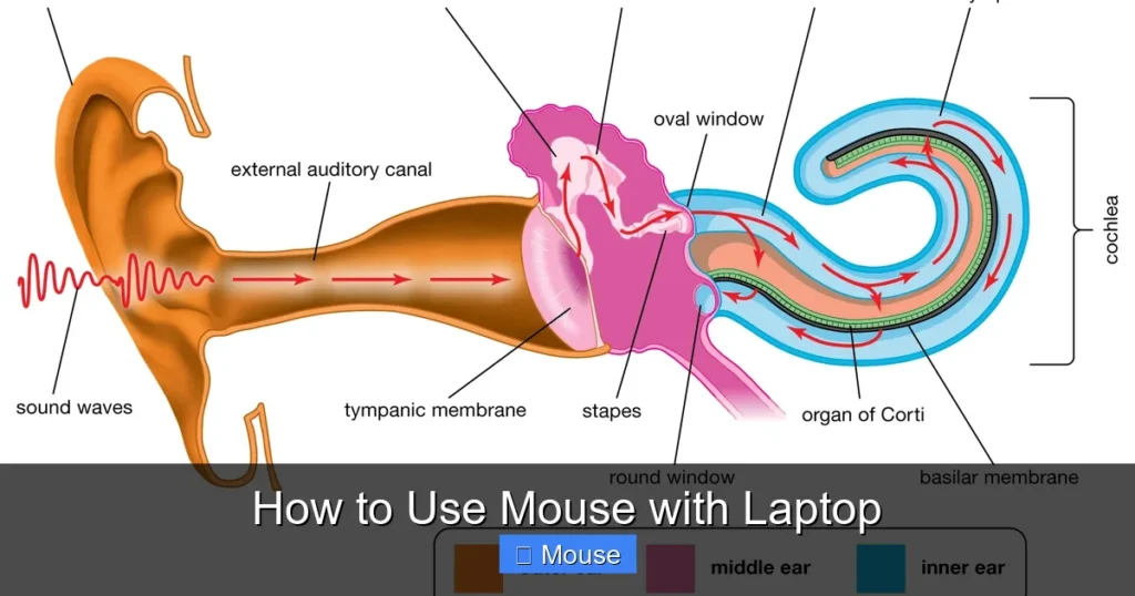 How to Use Mouse with Laptop