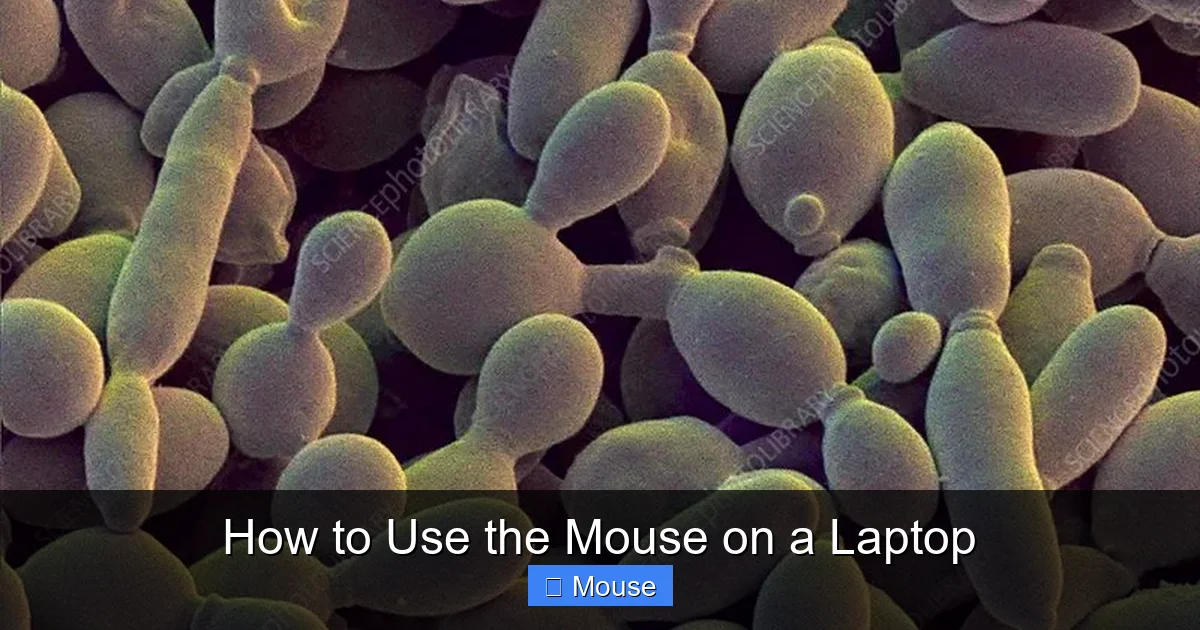 How to Use the Mouse on a Laptop