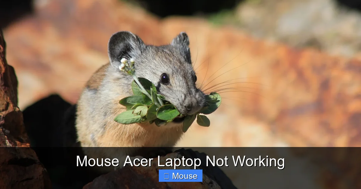 Mouse Acer Laptop Not Working