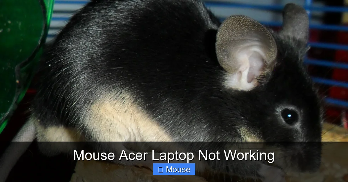 Mouse Acer Laptop Not Working