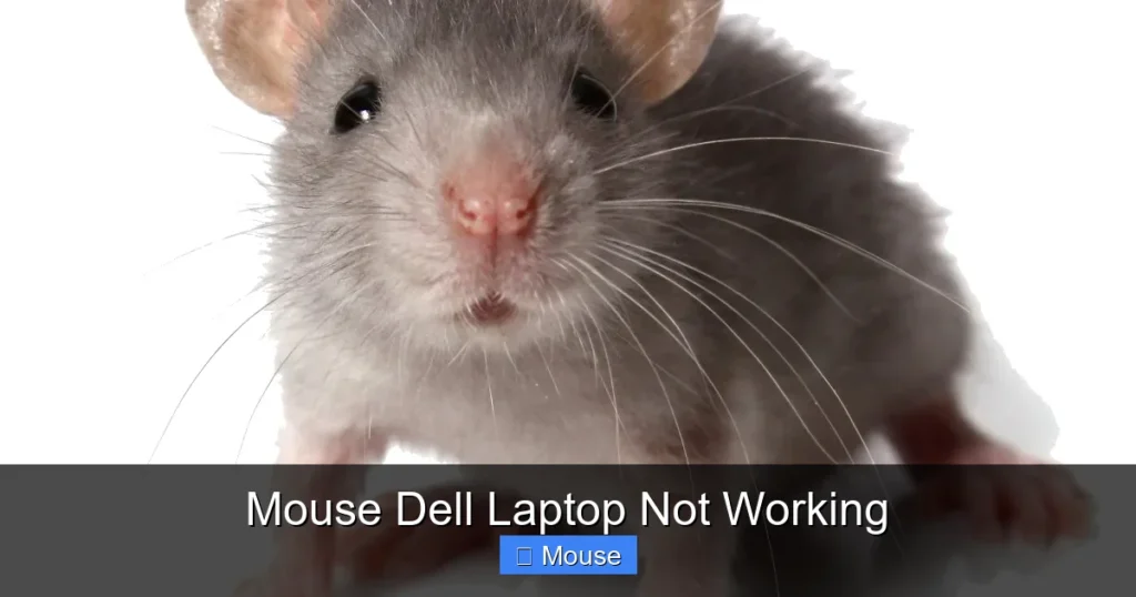 Mouse Dell Laptop Not Working