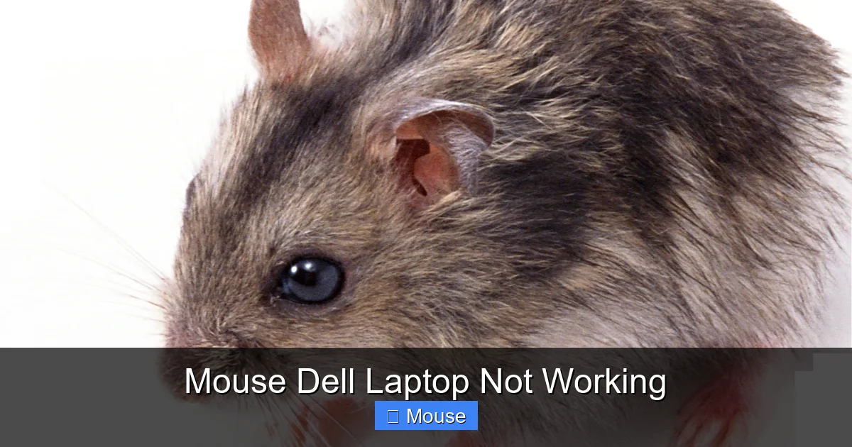 Mouse Dell Laptop Not Working