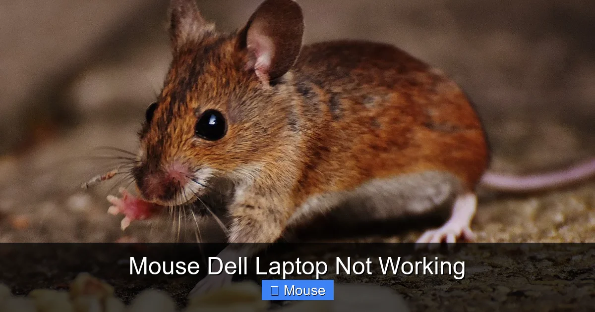 Mouse Dell Laptop Not Working