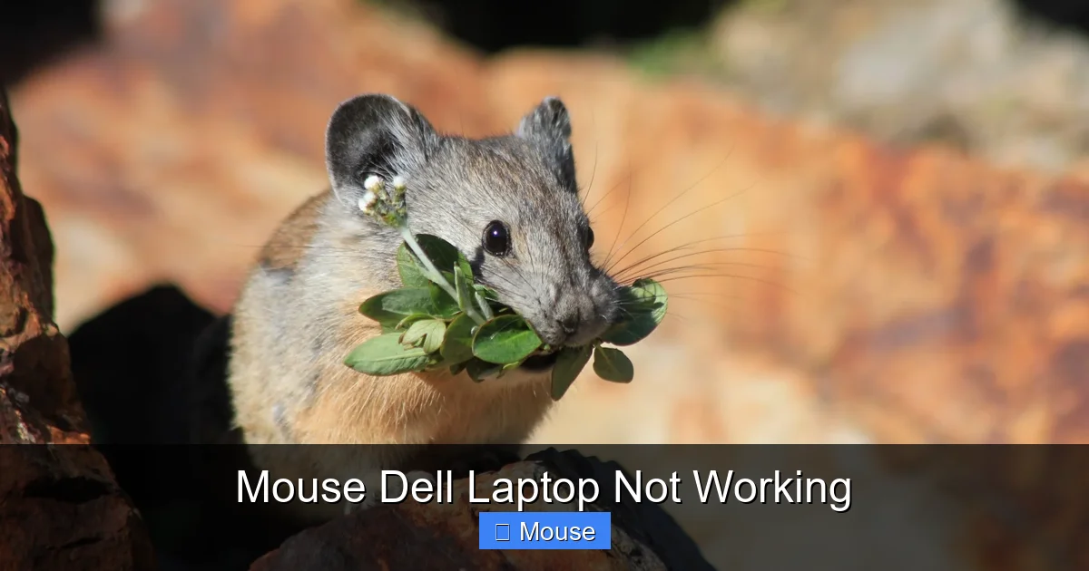 Mouse Dell Laptop Not Working