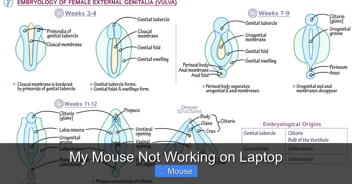 My Mouse Not Working on Laptop