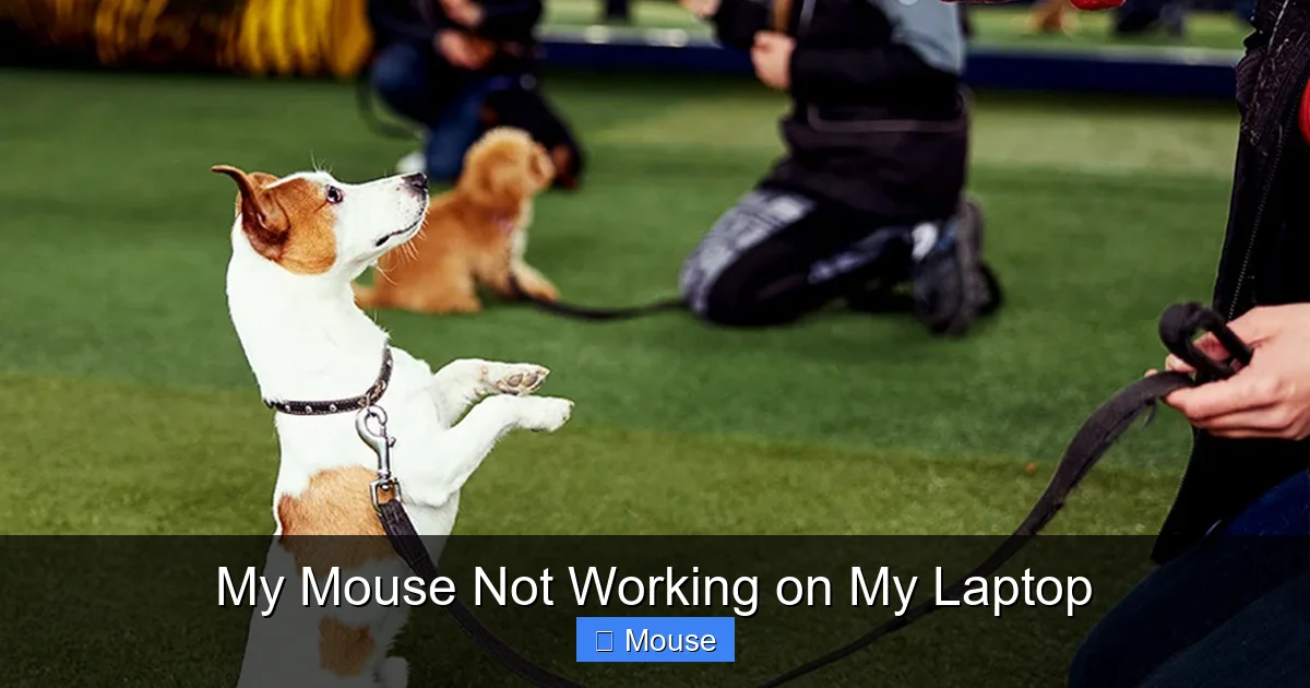 My Mouse Not Working on My Laptop