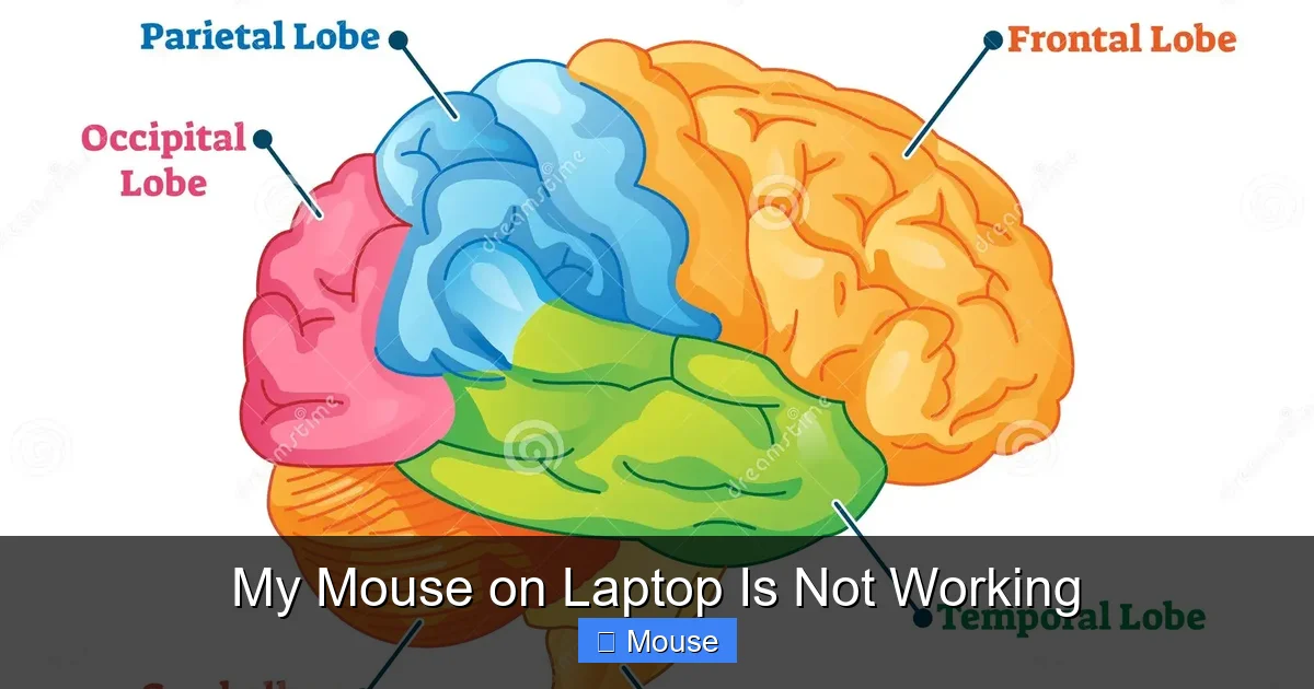 My Mouse on Laptop Is Not Working