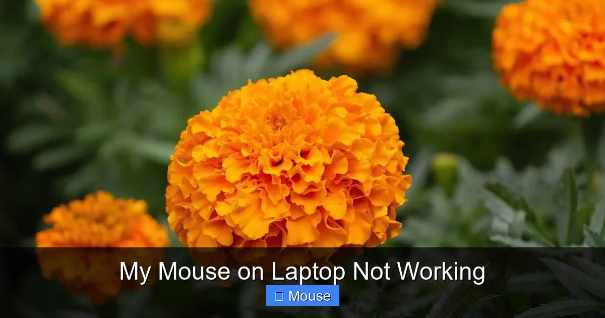 My Mouse on Laptop Not Working
