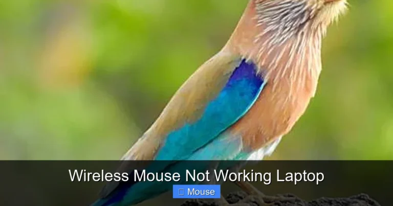 Wireless Mouse Not Working Laptop