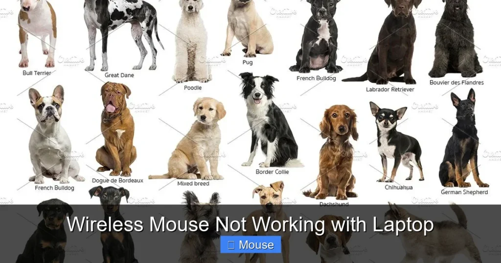 Wireless Mouse Not Working with Laptop