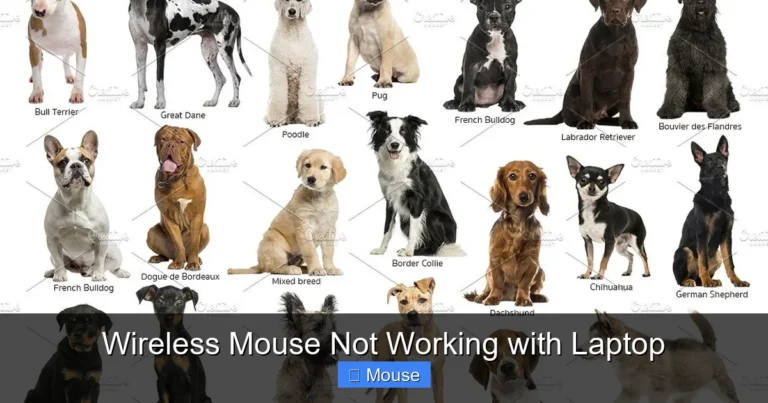 Wireless Mouse Not Working with Laptop