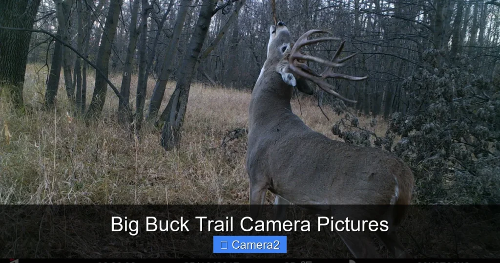 Big Buck Trail Camera Pictures