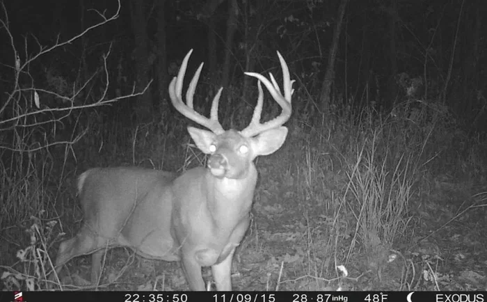 Pictures of Big Bucks on Trail Cameras