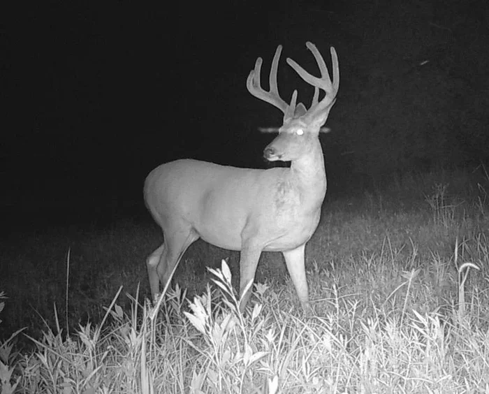 Trail Camera Big Buck Pictures