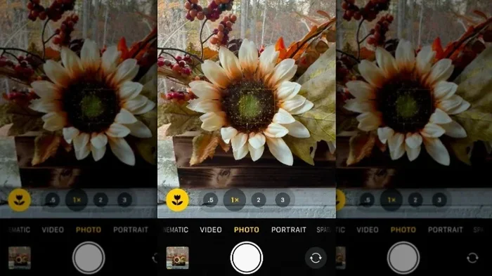 What Is the Flower in Iphone Camera